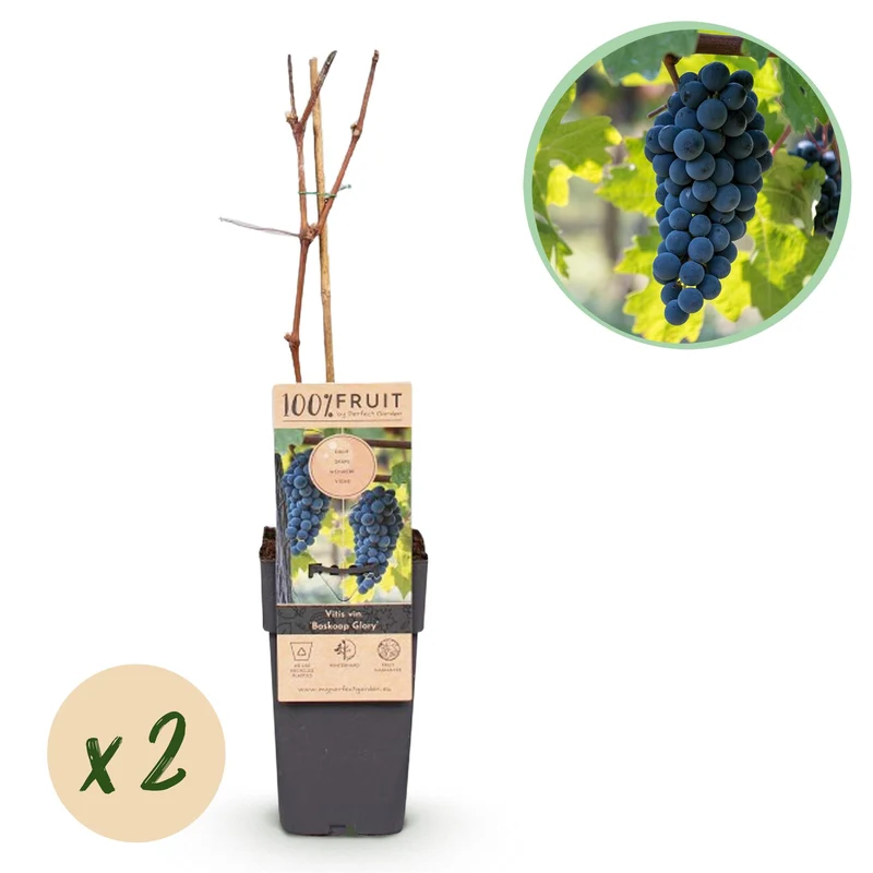 Vitis vinifera Boskoop Glory