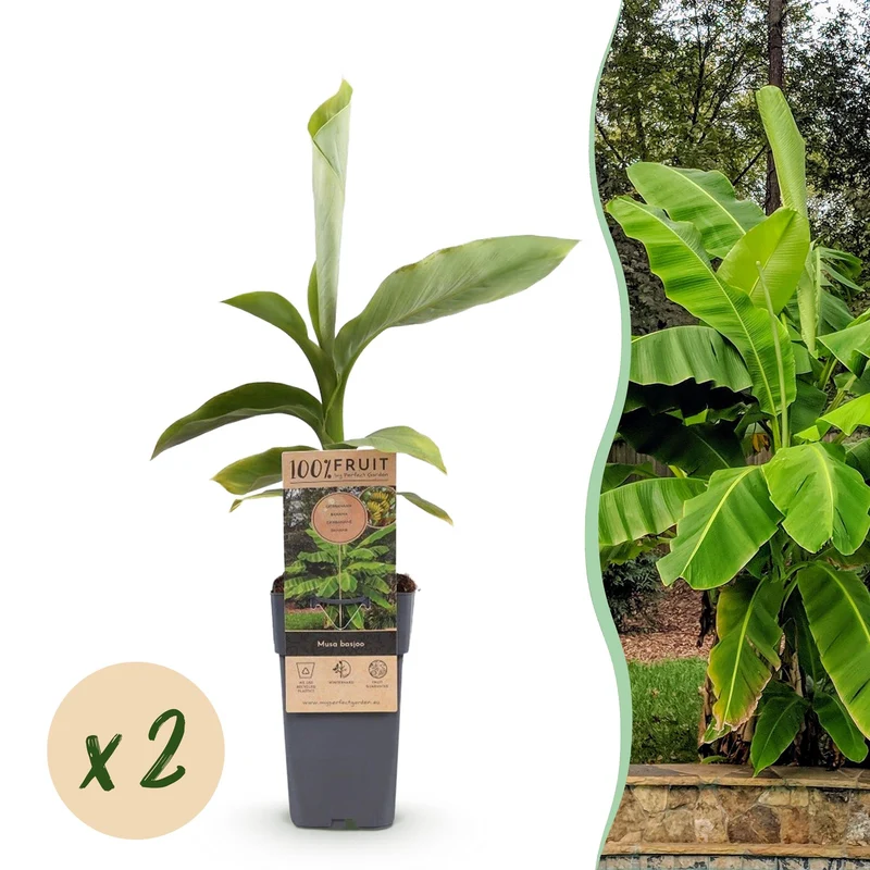 Japanse vezelbanaan Musa Basjoo, fruitgewas voor de tuin