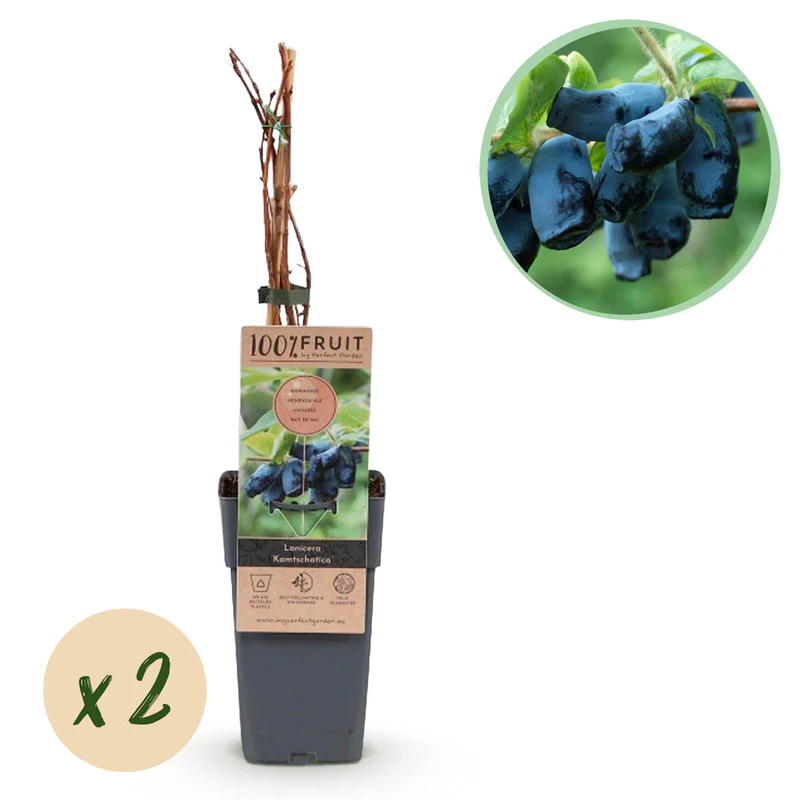 Honingbes Kamchatika, fruitgewas voor de tuin