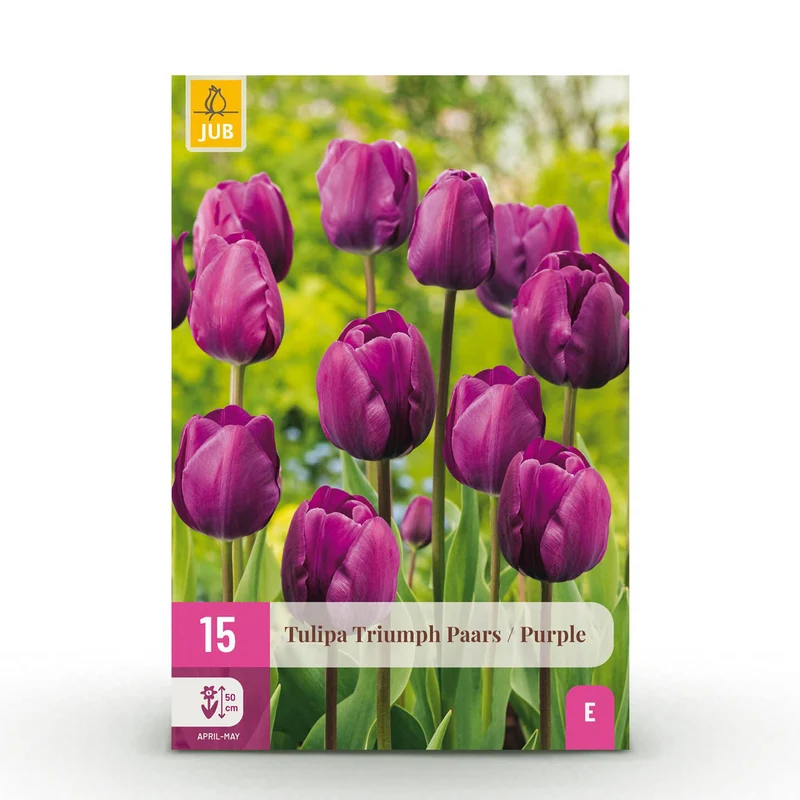 Tulp Triumph Purple
