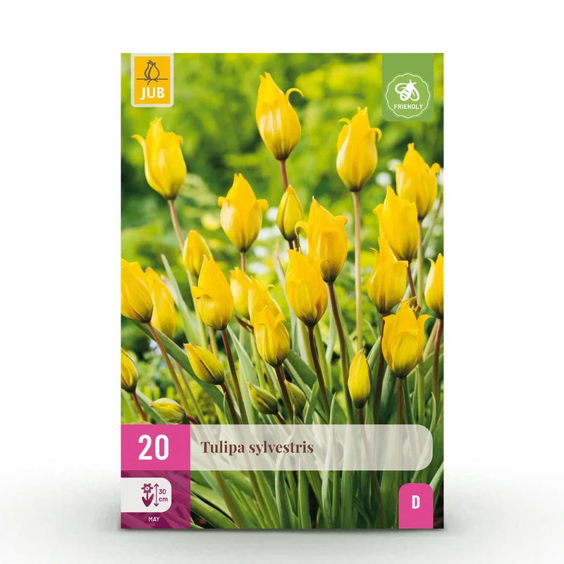 Tulp Sylvestris