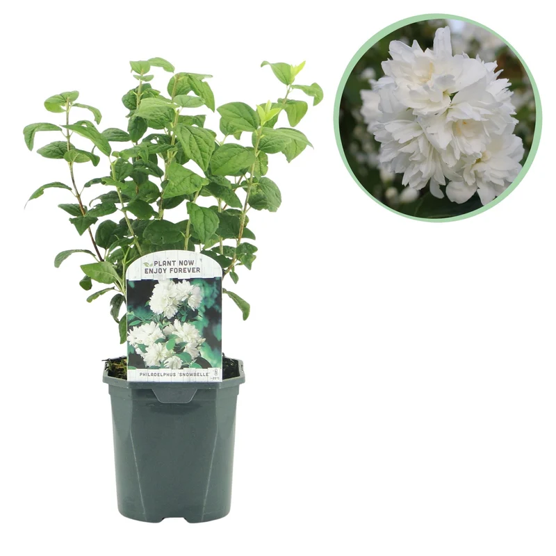 Philadelphus Snowbelle