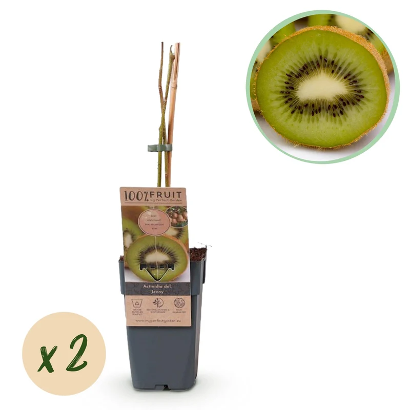 Actinidia deliciosa Jenny