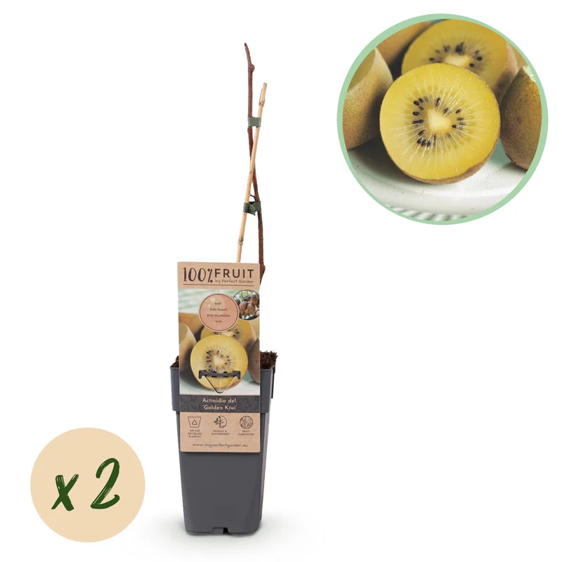Gele kiwiplant Golden Kiwi, fruitgewas voor de tuin