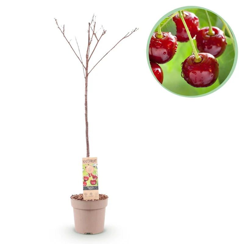Prunus avium Regina