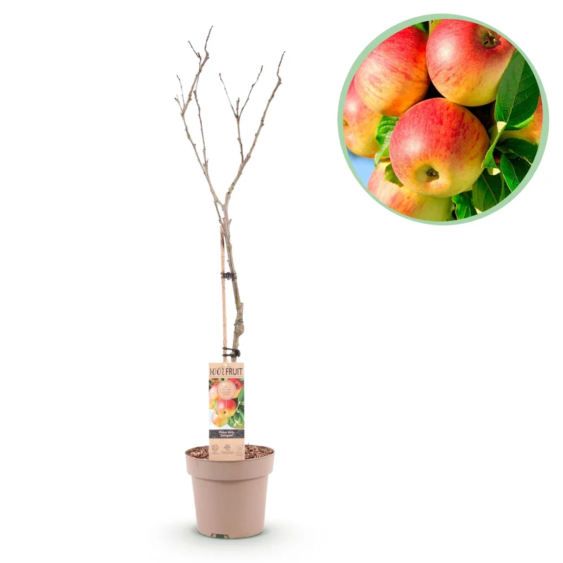 Malus domestica Jonagold