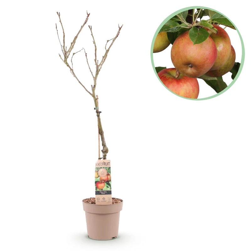 Malus domestica Elstar