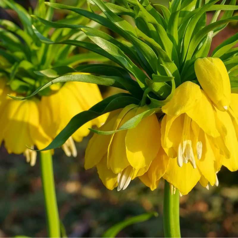 Fritillaria / Keizerskroon Lutea 5 stuks