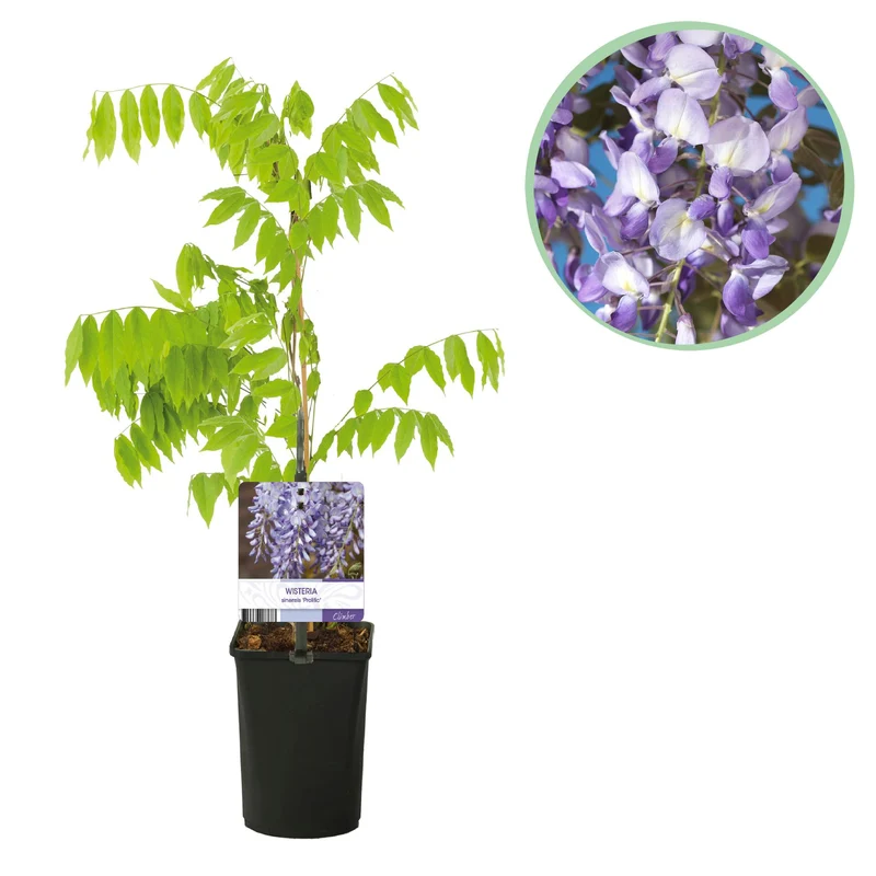 Wisteria floribunda Prolific