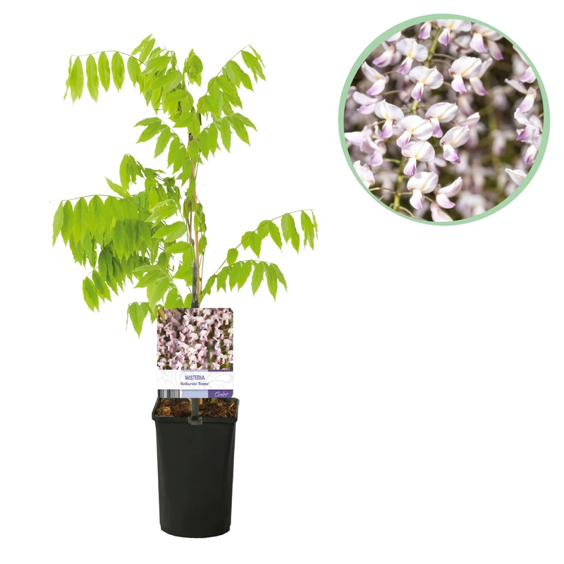 Wisteria floribunda Rosea