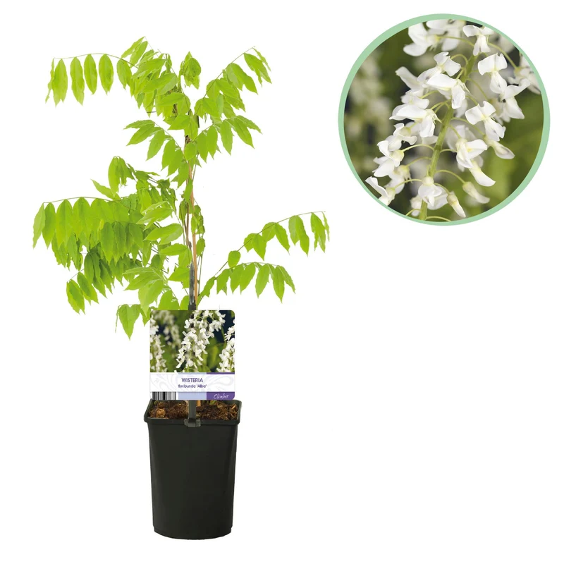 Wisteria floribunda Alba