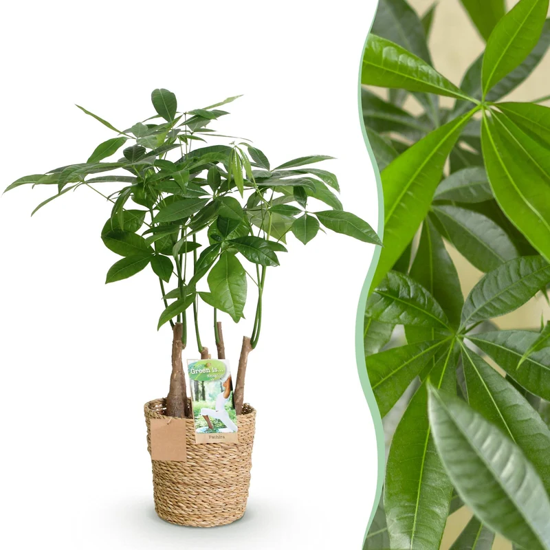 Pachira Aquatica multi stam
