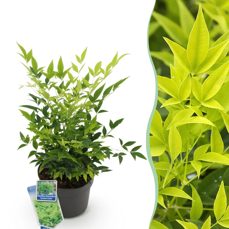 Nandina Lemon & Lime