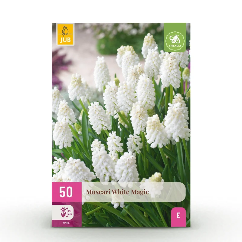 Muscari White Magic