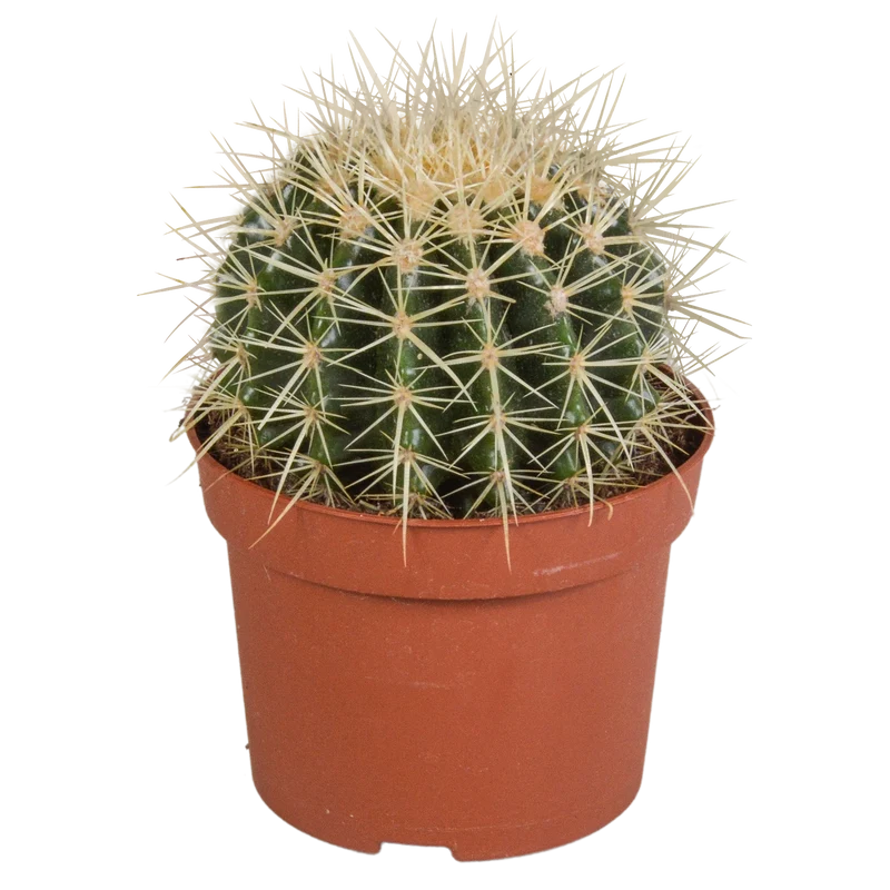 Echinocactus grusonii
