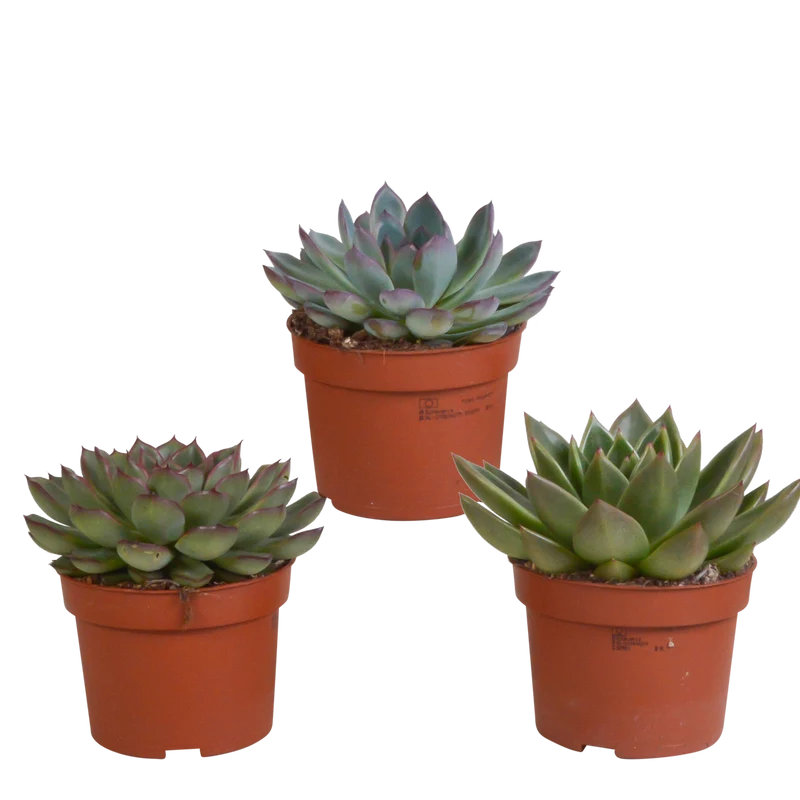 Echeveria mix