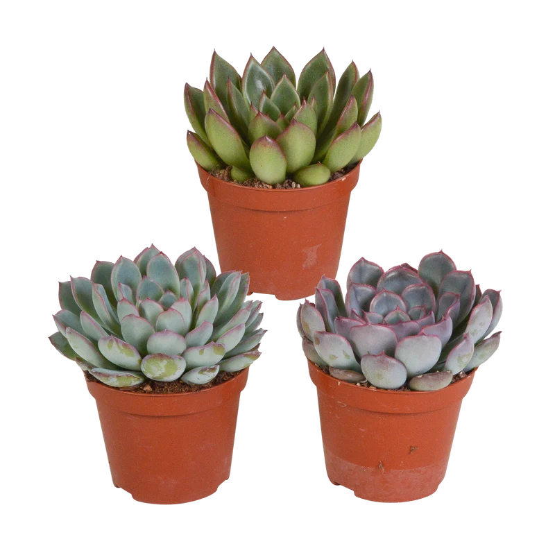 Echeveria mix