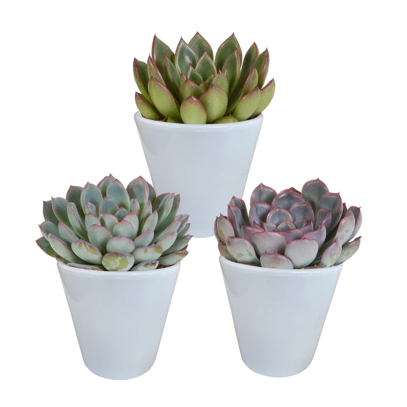 Echeveria mix