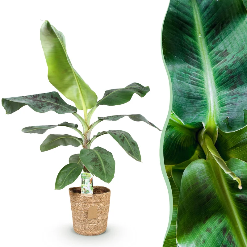 Musa acuminata Dwarf Cavendisch