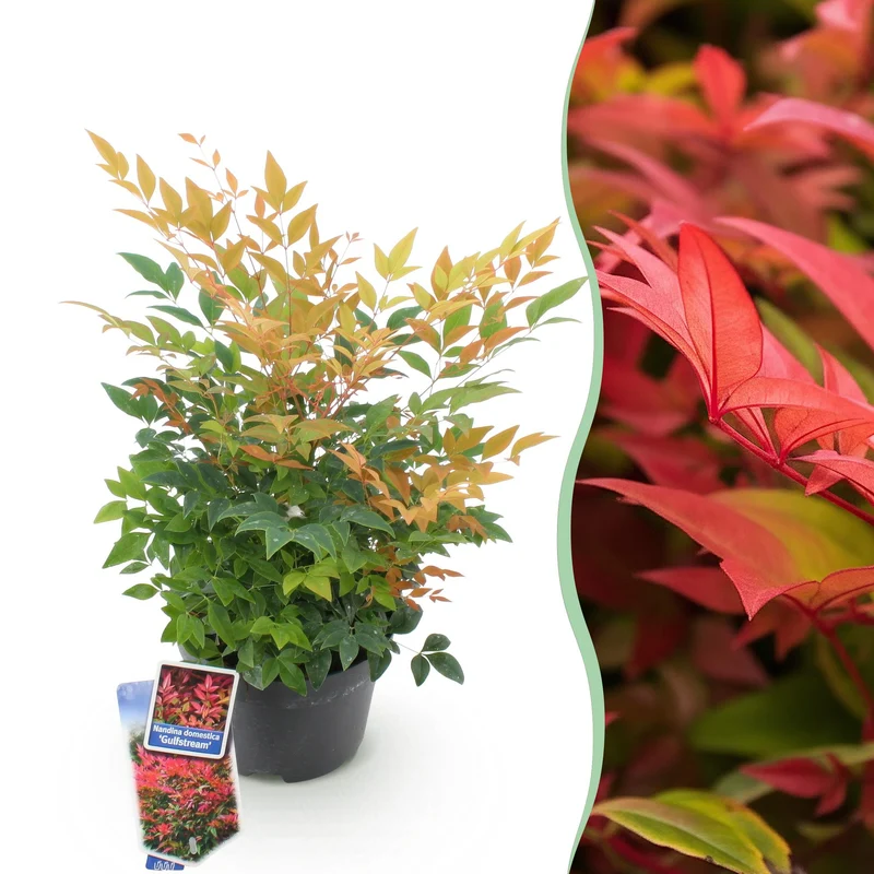Nandina Gulfstream