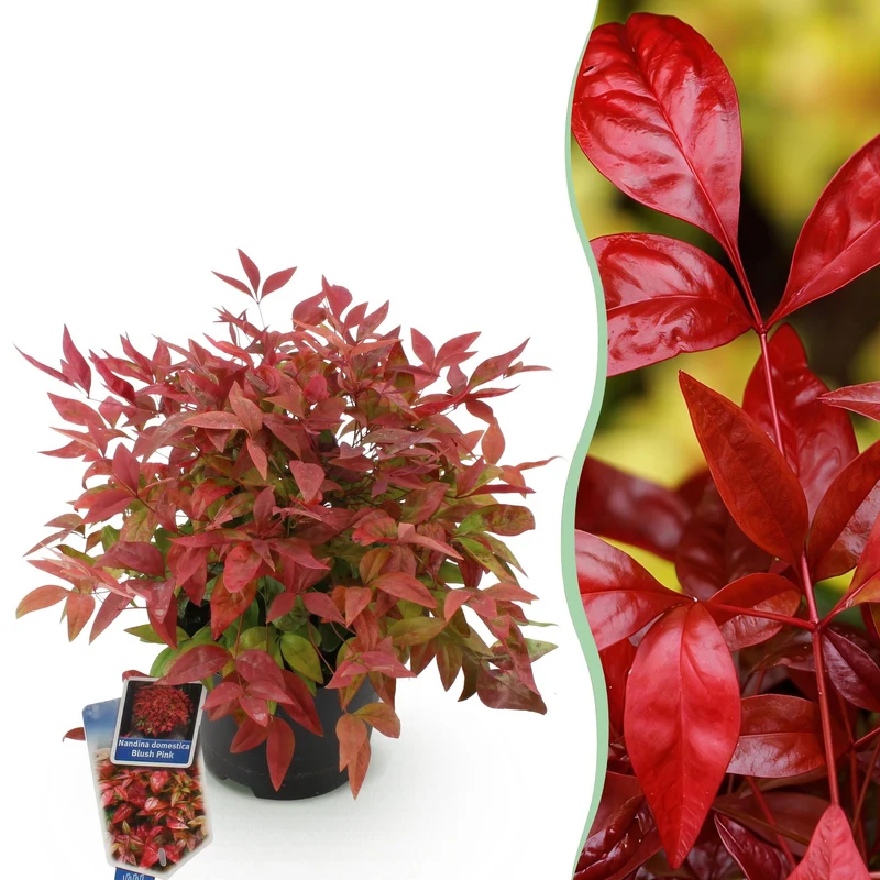Nandina Blush Pink