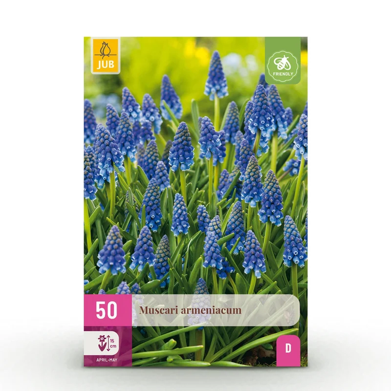Muscari Armeniacum