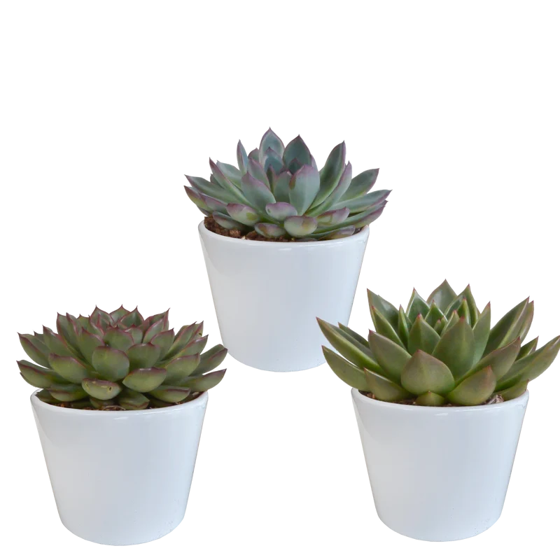Echeveria mix