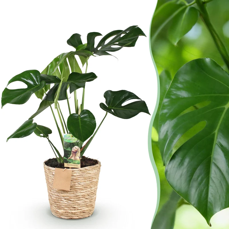 Monstera Deliciosa