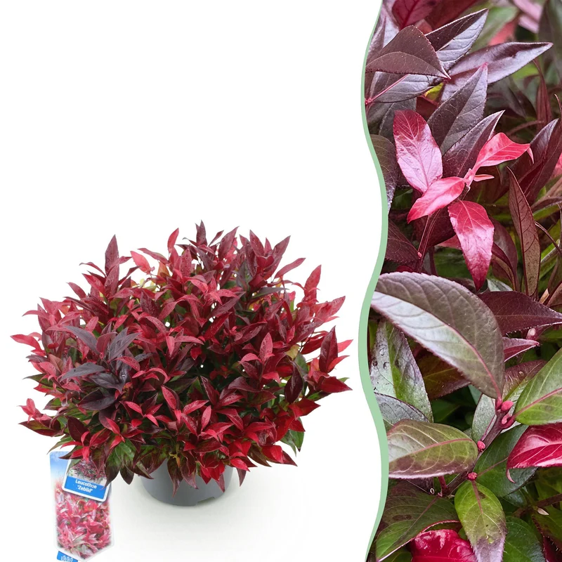 Leucothoe Zeblid