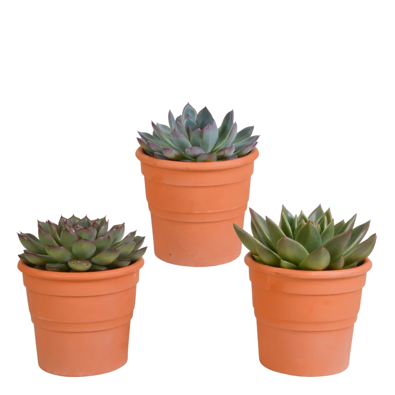 Echeveria mix