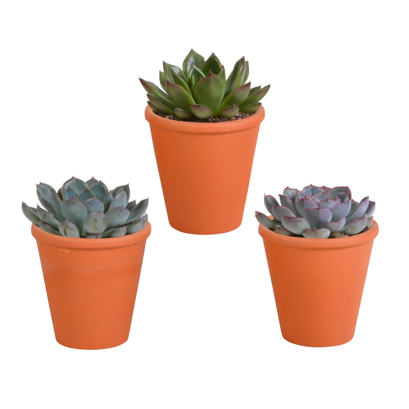 Echeveria mix