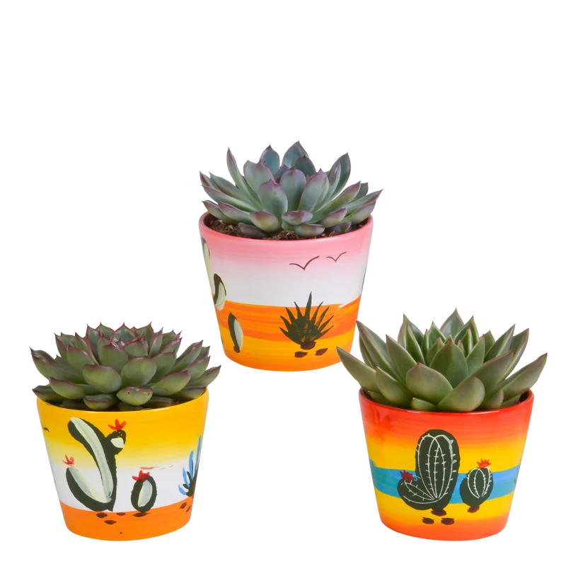 Echeveria mix