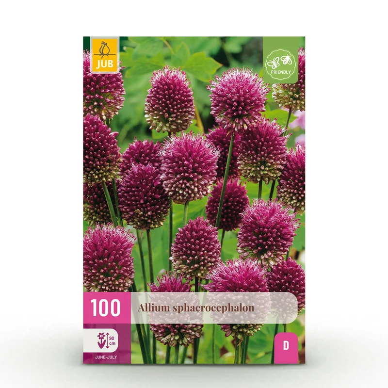 Allium Sphaerocephalon