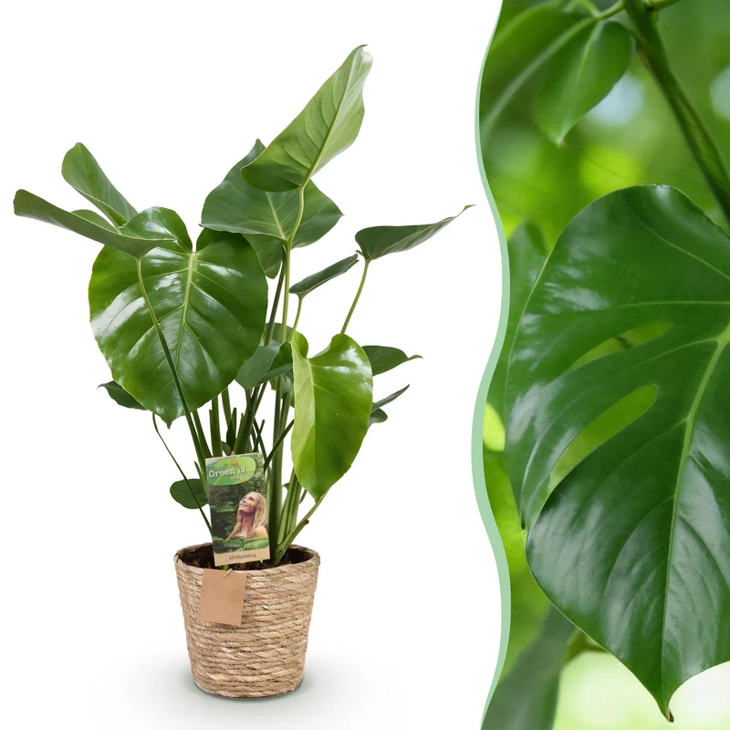 Monstera Deliciosa