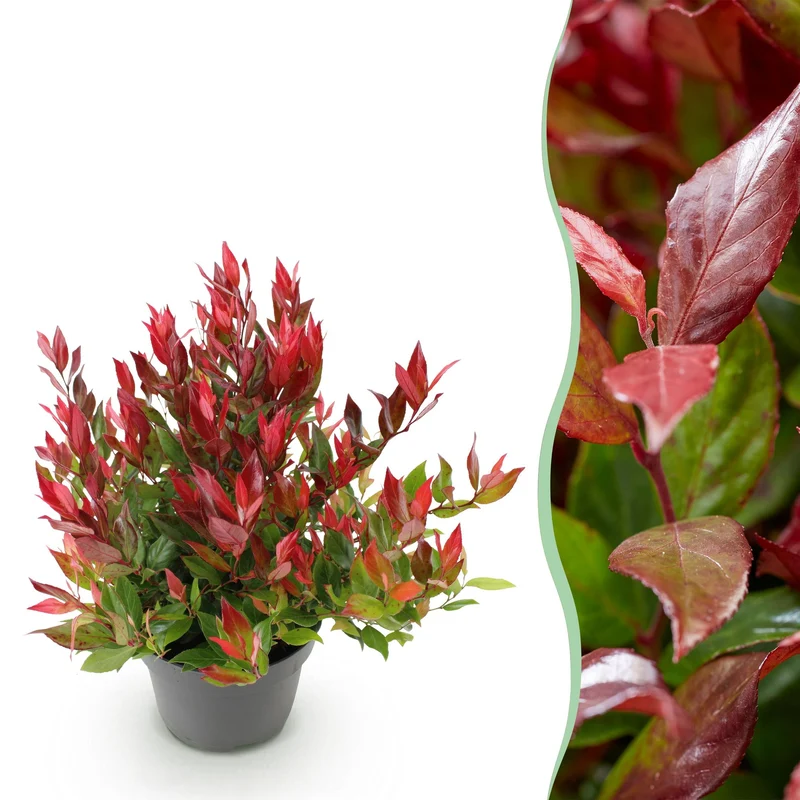 Leucothoe Little Flame