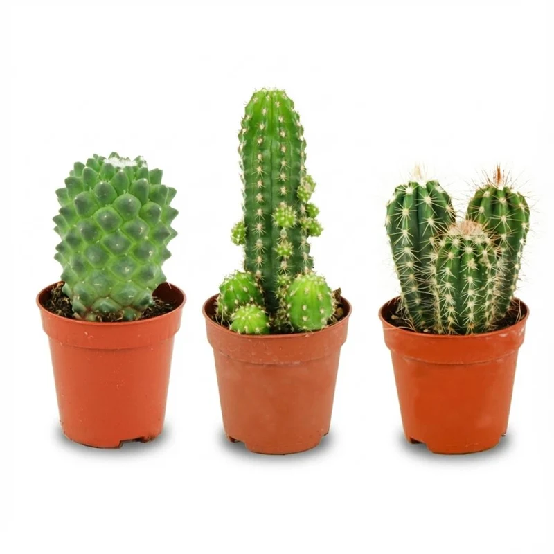 Mini Cactus Set - 3 Stuks - Ø
