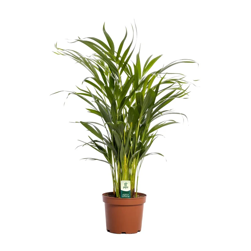 Dypsis Lutescens