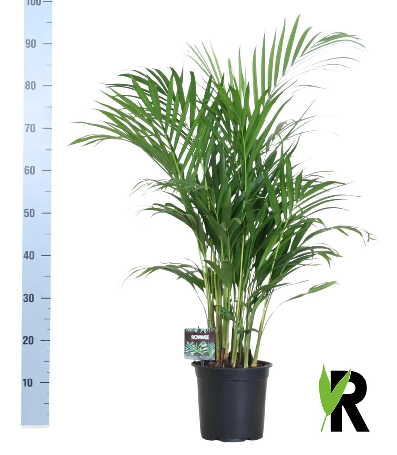 Dypsis Lutescens 120