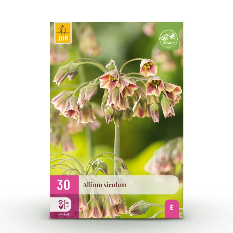 Allium Siculum