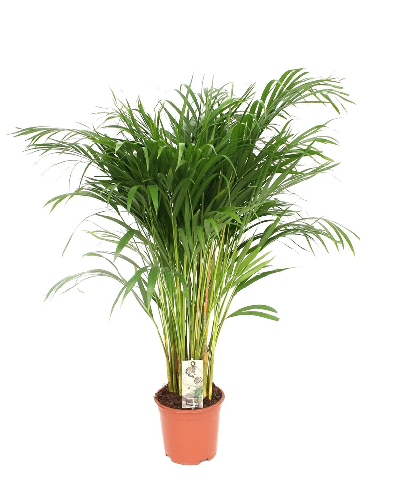 Dypsis Lutescens - Areca