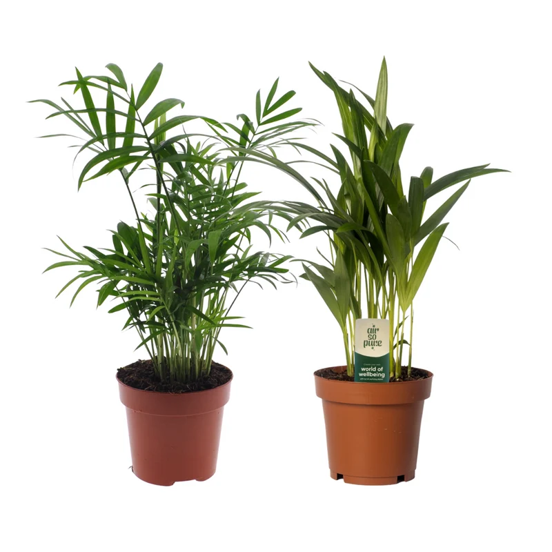 Dypsis lutescens/Chamadorea Duo - 2 stuks