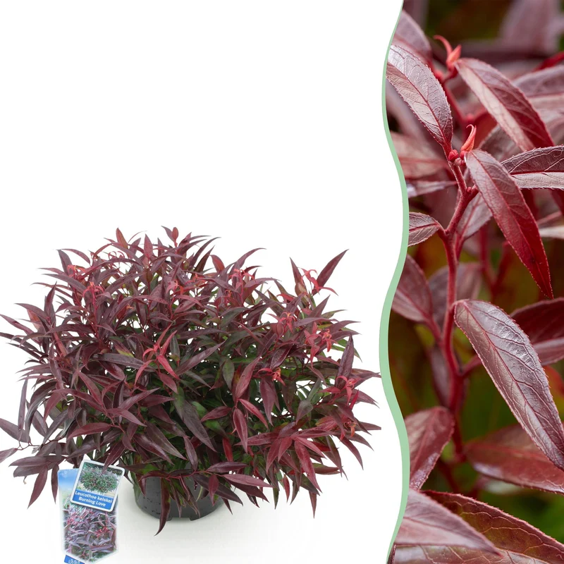 Leucothoe Burning Love