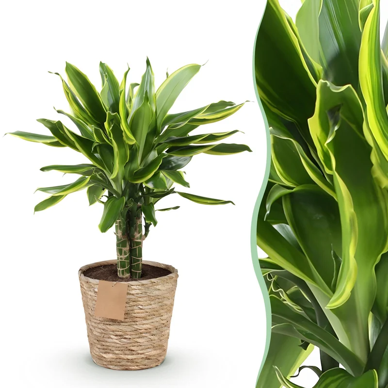 Dracaena fragrans Golden Coast