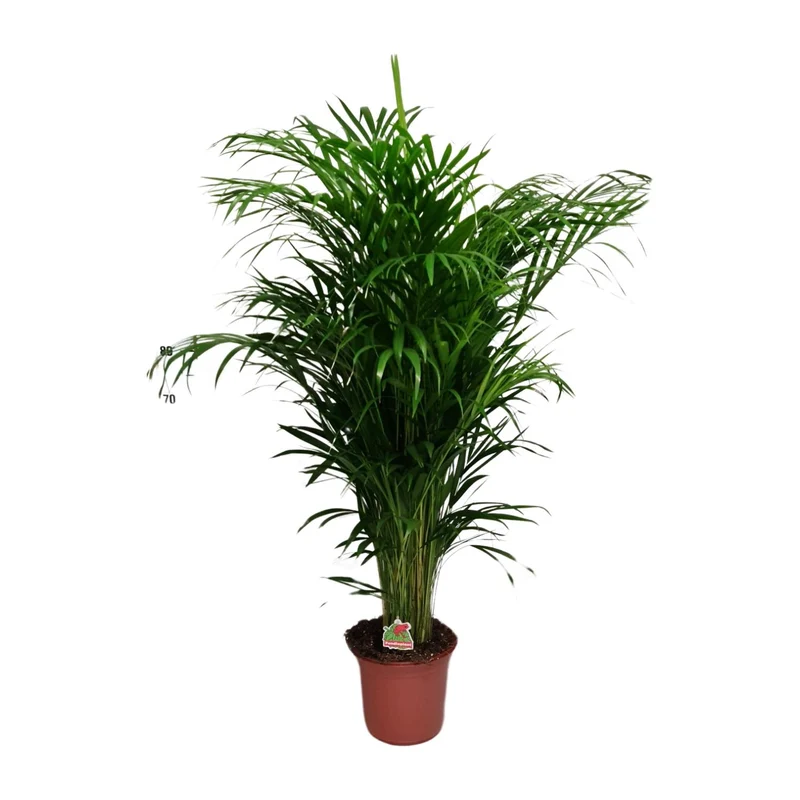 Dypsis Lutescens