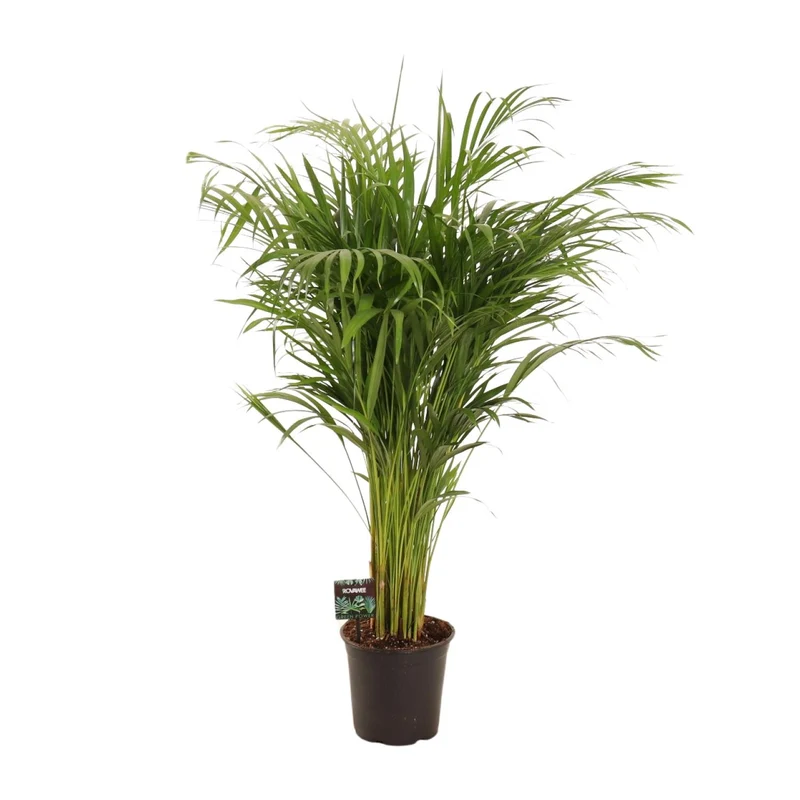 Dypsis Lutescens