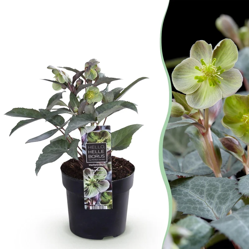 Lenten Rose Helleborus sternii Silver Dollar
