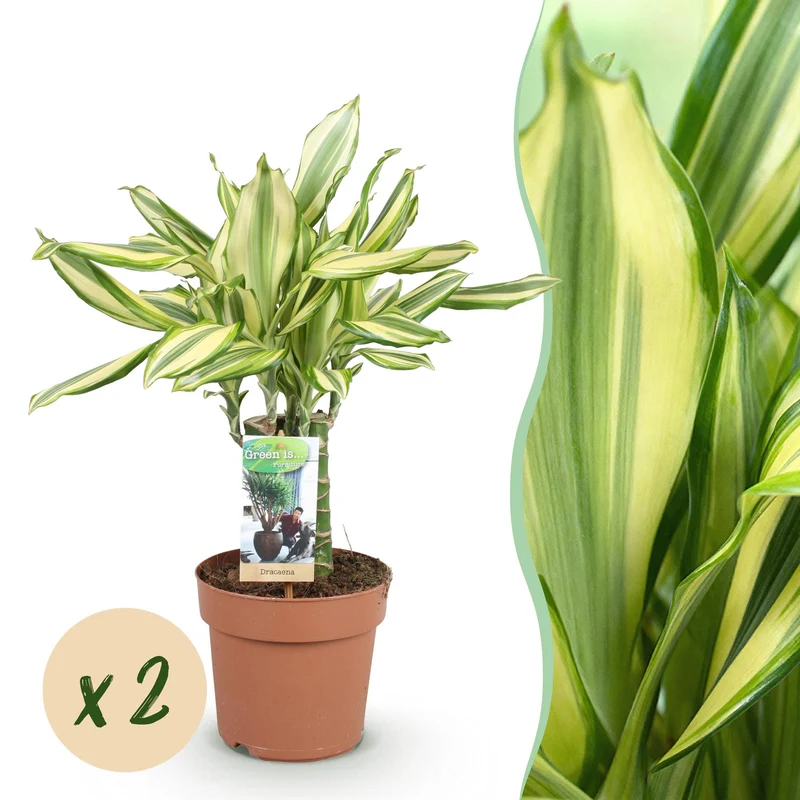 Dracaena fragrans Diamond Dream