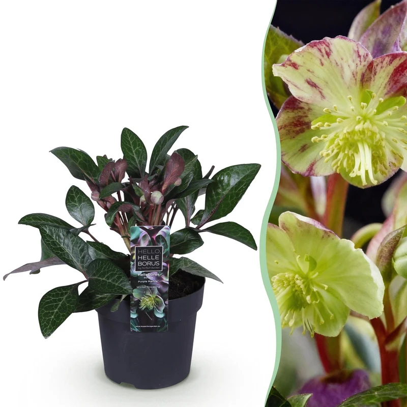 Lenten Rose