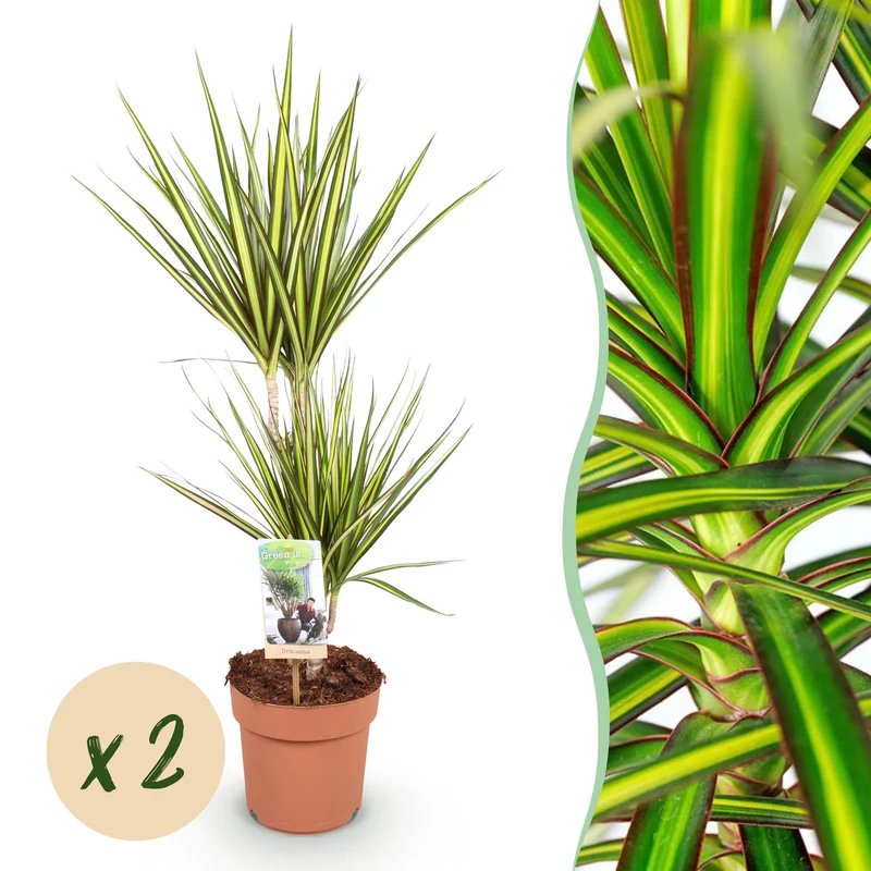 Dracaena Sunray
