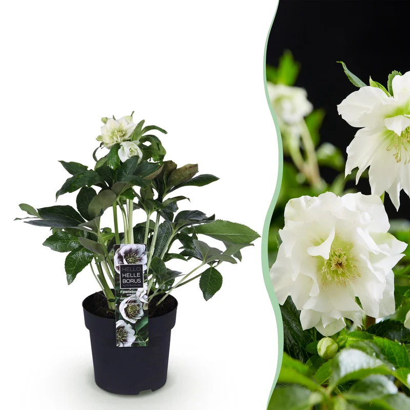 Lenten Rose